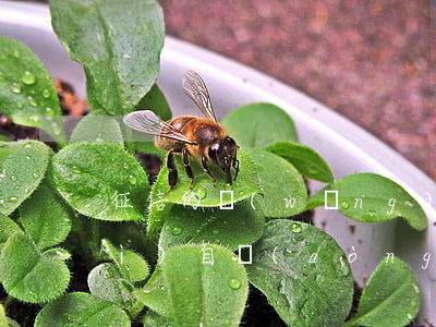 征信的網(wǎng)貸逾期記錄會(huì)自動(dòng)消除嗎？影響及解決辦法全解析
